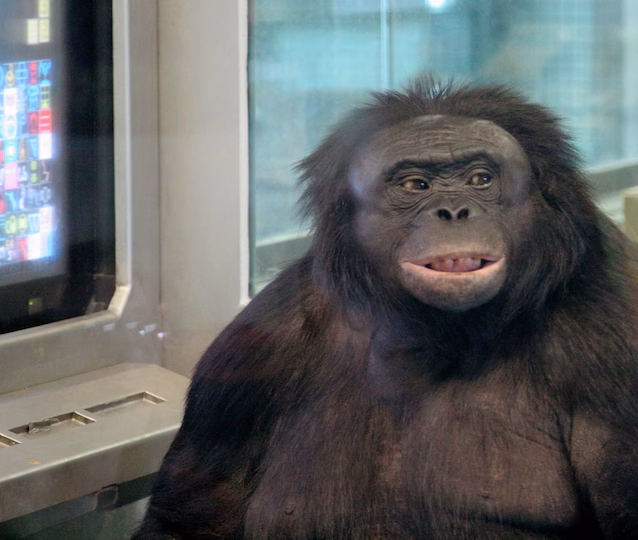kanzi bonobo