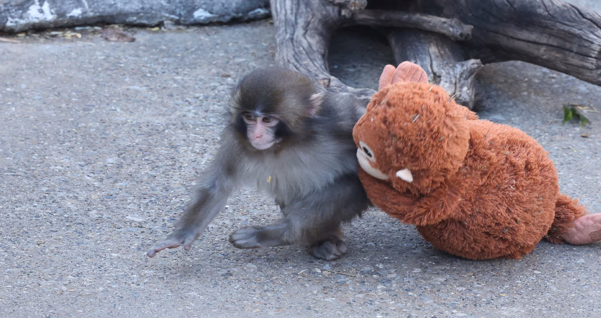Hva historien om Punch, makaken forlatt av moren sin som klemmer en utstoppet ape, forteller oss om oss