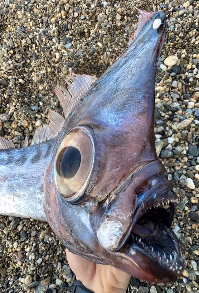 crested enhjørning fisk