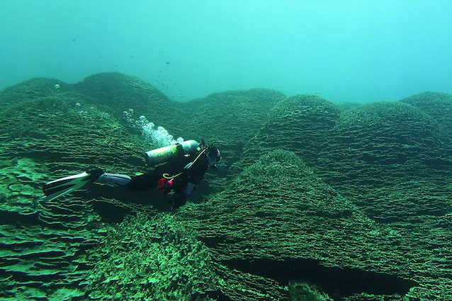 Mariana Trench korall