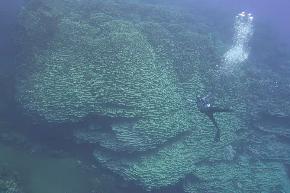 I en vulkansk kaldera på Marianaøyene er det en 1347 m² Porites rus korallkoloni