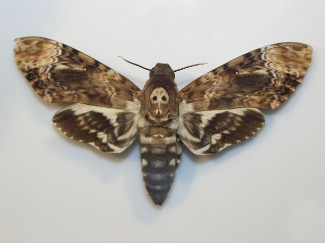 Død sfinksmøll Acherontia atropos