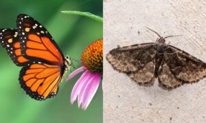 hvordan man kan skille og gjenkjenne de to artene