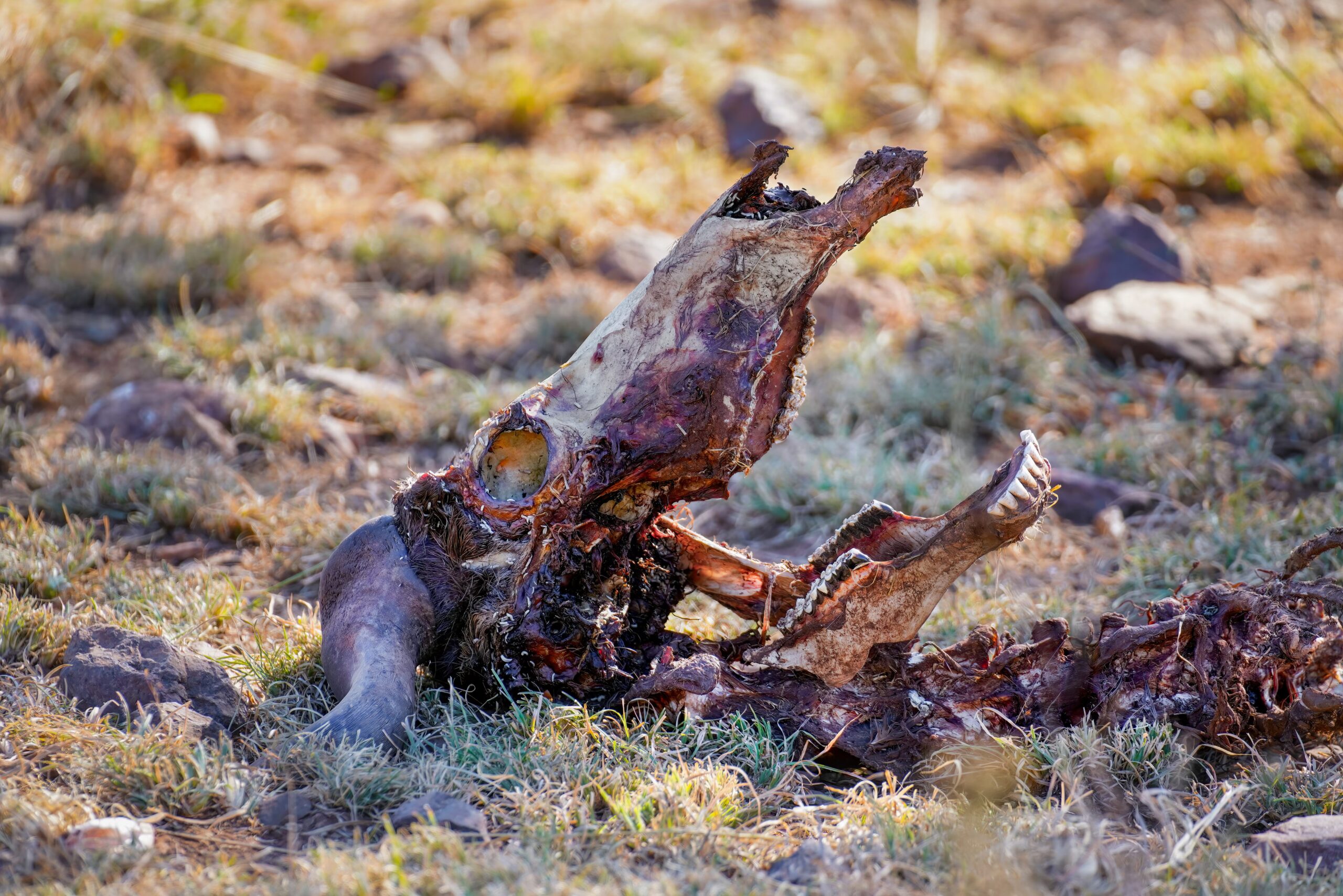 Forråtnelsen av en kropp, fra virkningen av bakterier til skjelettet: alle fasene