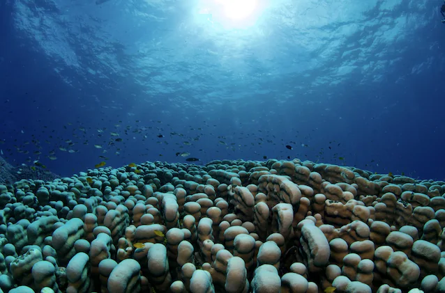 påfugl clavus koloni