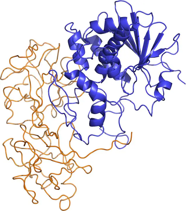 Ricin_struktur