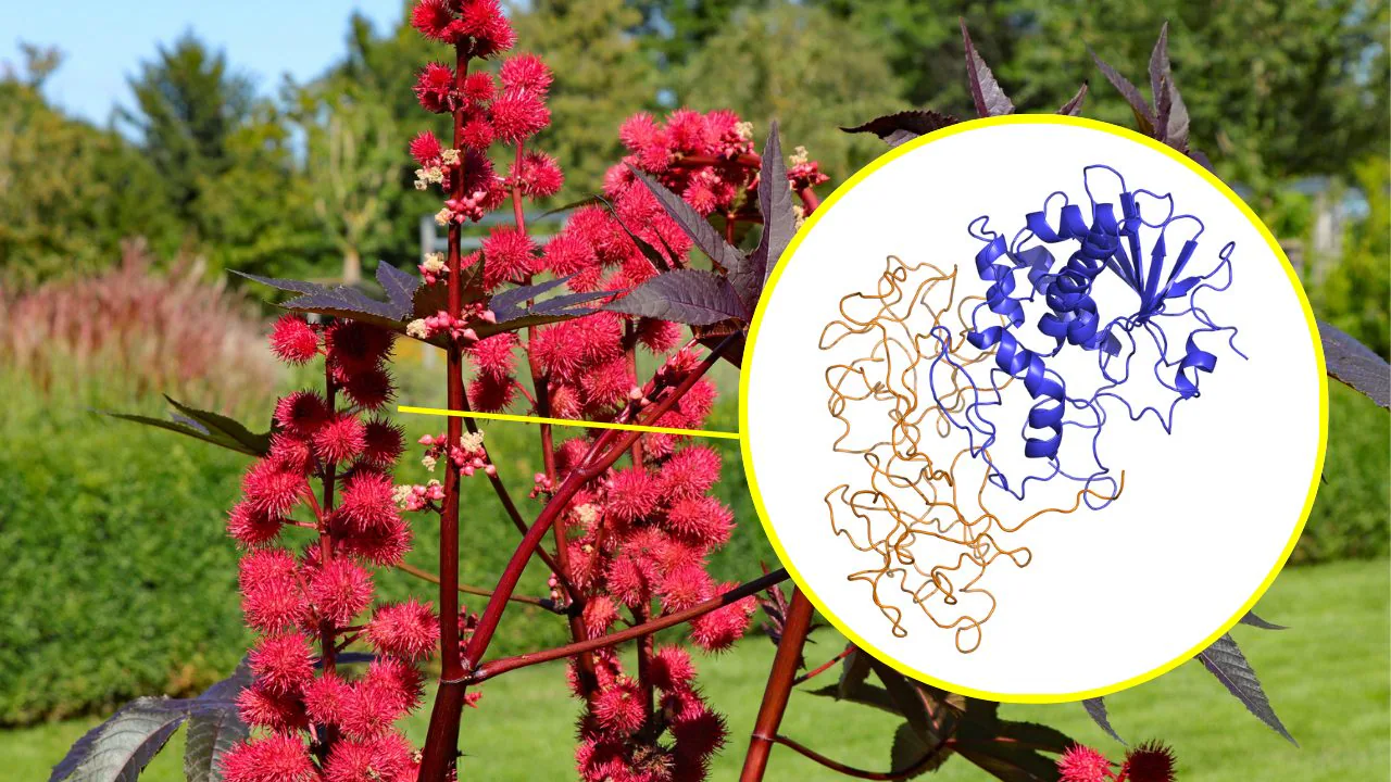 Hva er ricin og hvordan virker det dødelige ricinusgiften