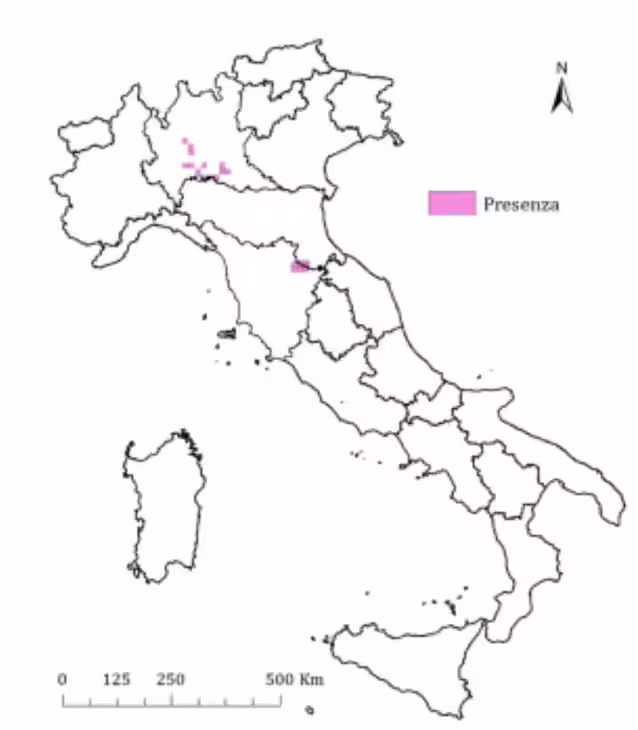 distribusjon italien vaskebjørn