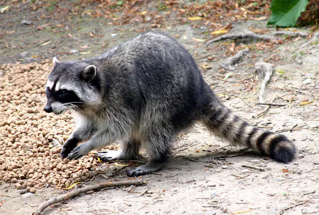 procyon lotor