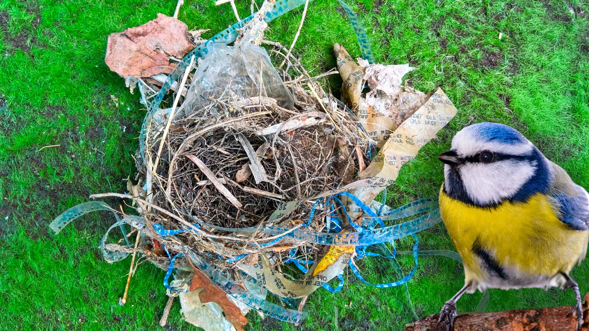 Blåmeiser bruker sigarettsneiper til å bygge reir som frastøtende midler og insektmidler