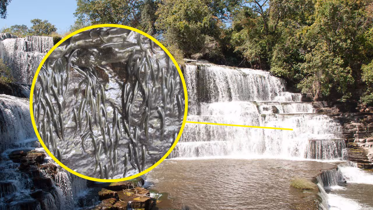 Parakneria thysi i Kongo