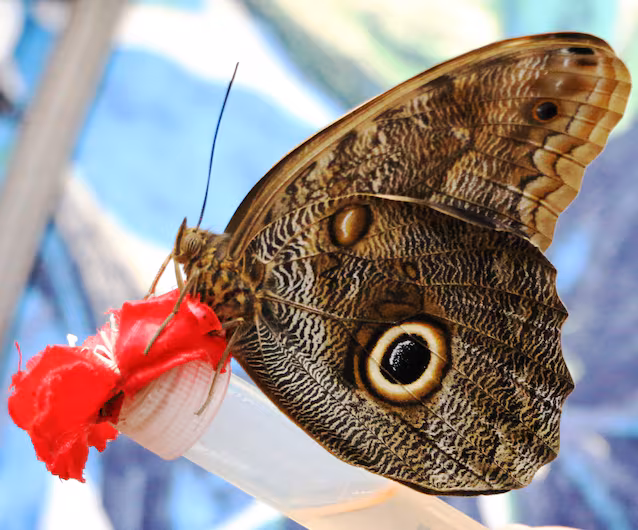 sommerfuglvinger tegninger