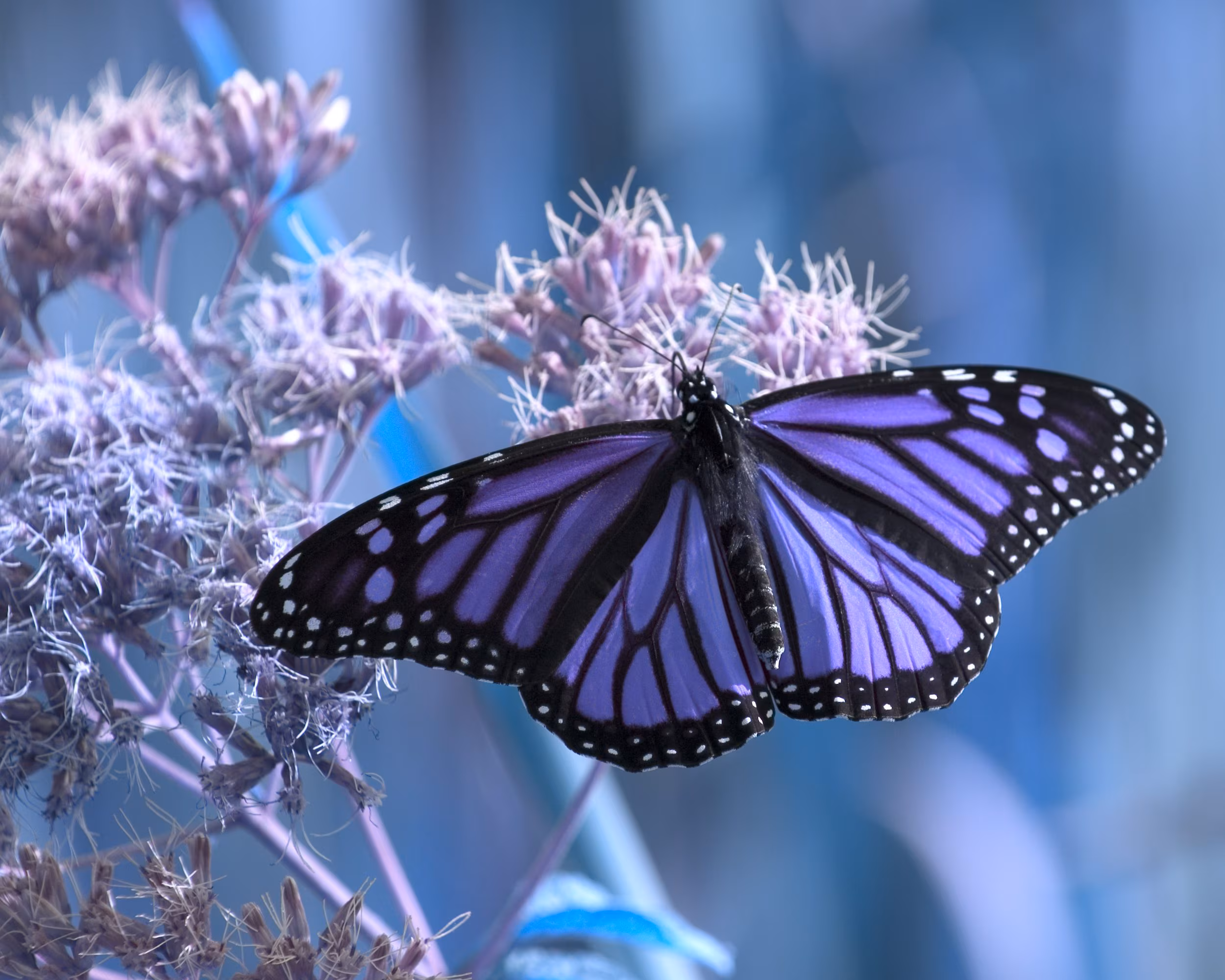 Hvorfor sommerfuglvinger er så fargerike og hva de brukes til i tillegg til å fly: de mange funksjonene