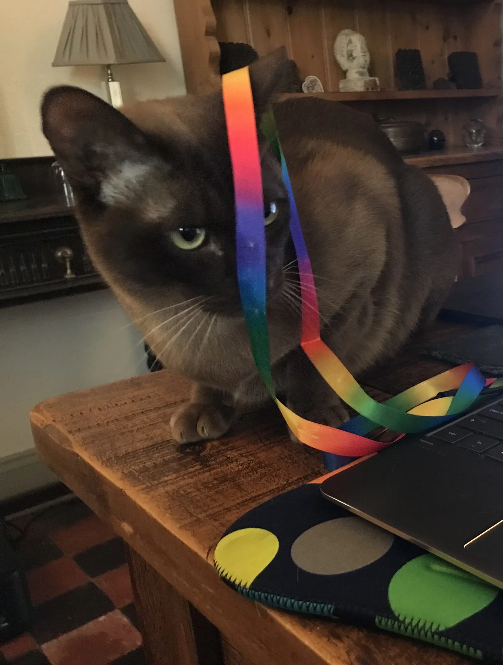 Trenger kjæledyret ditt en personlig lekekamerat for dyrepasser?