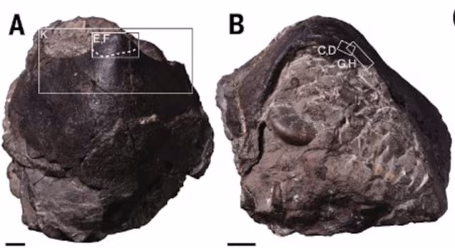 større mandible enn N. haggarti