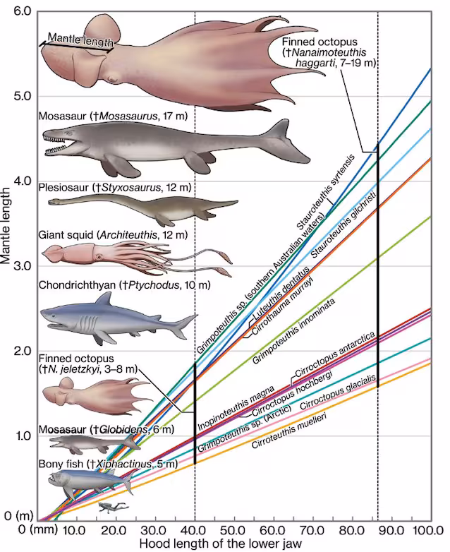 Kriteaktig rovdyrstørrelse