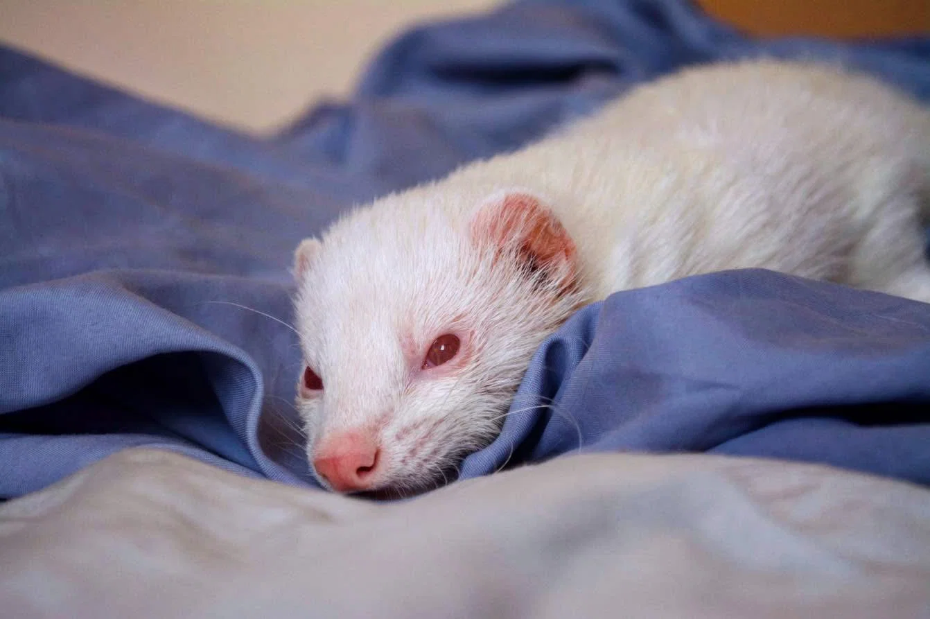 Spania flytter for å omdefinere lovlige kjæledyr ettersom lovutkastet reiser bredere velferdsbekymringer