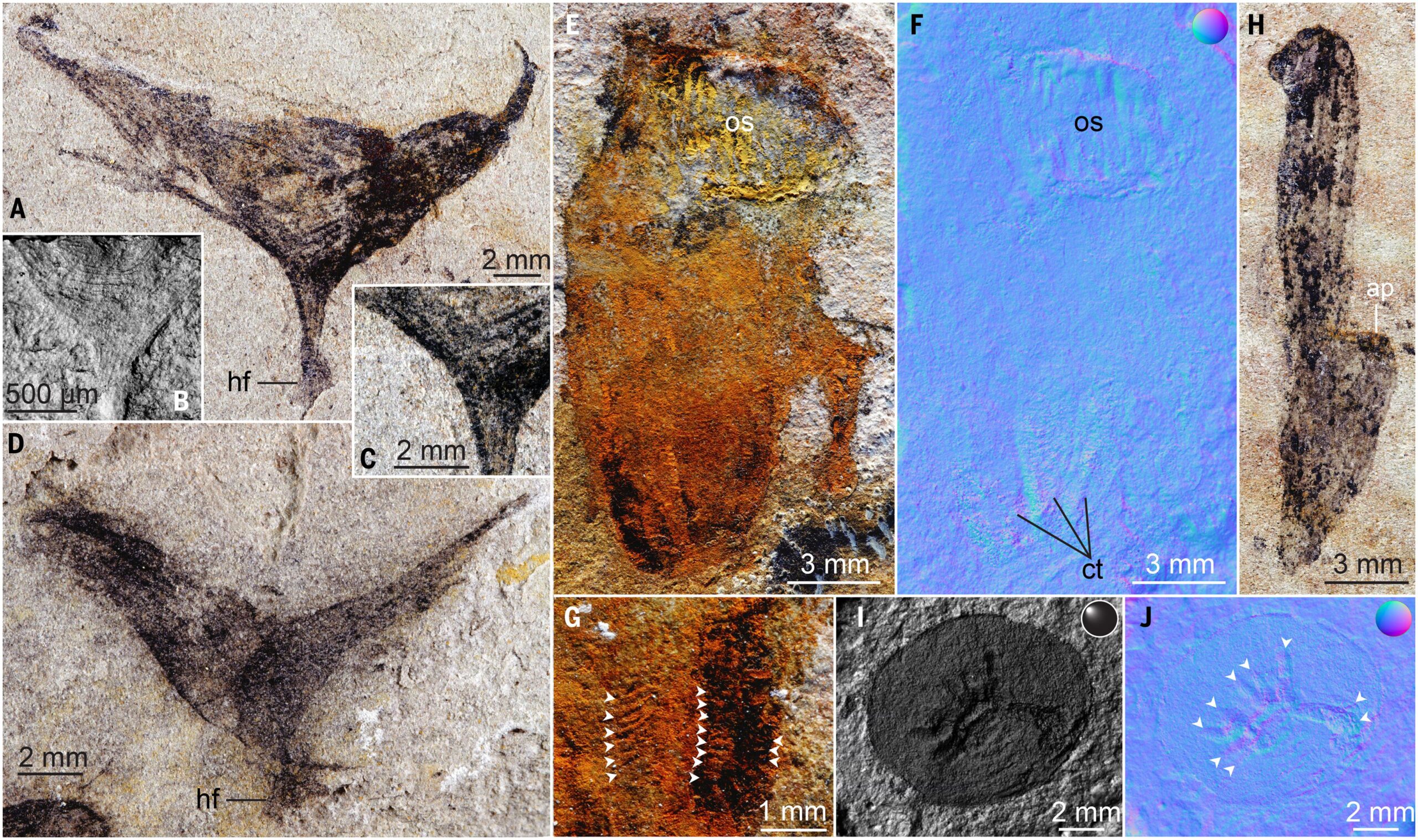 over 700 dyreeksemplarer i Jiangchuan