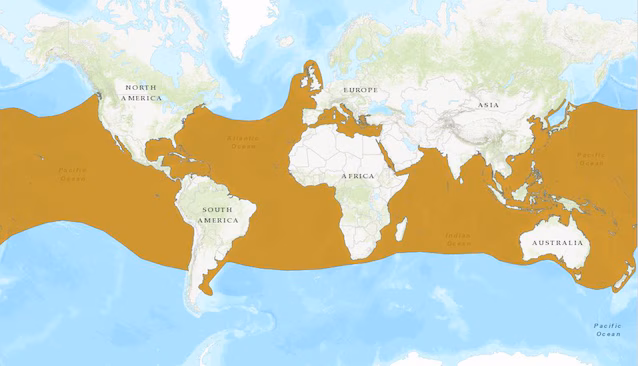mako hai distribusjon