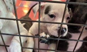 Kjæledyrseiere står overfor presserende nye EU-regler for hunde- og kattestell