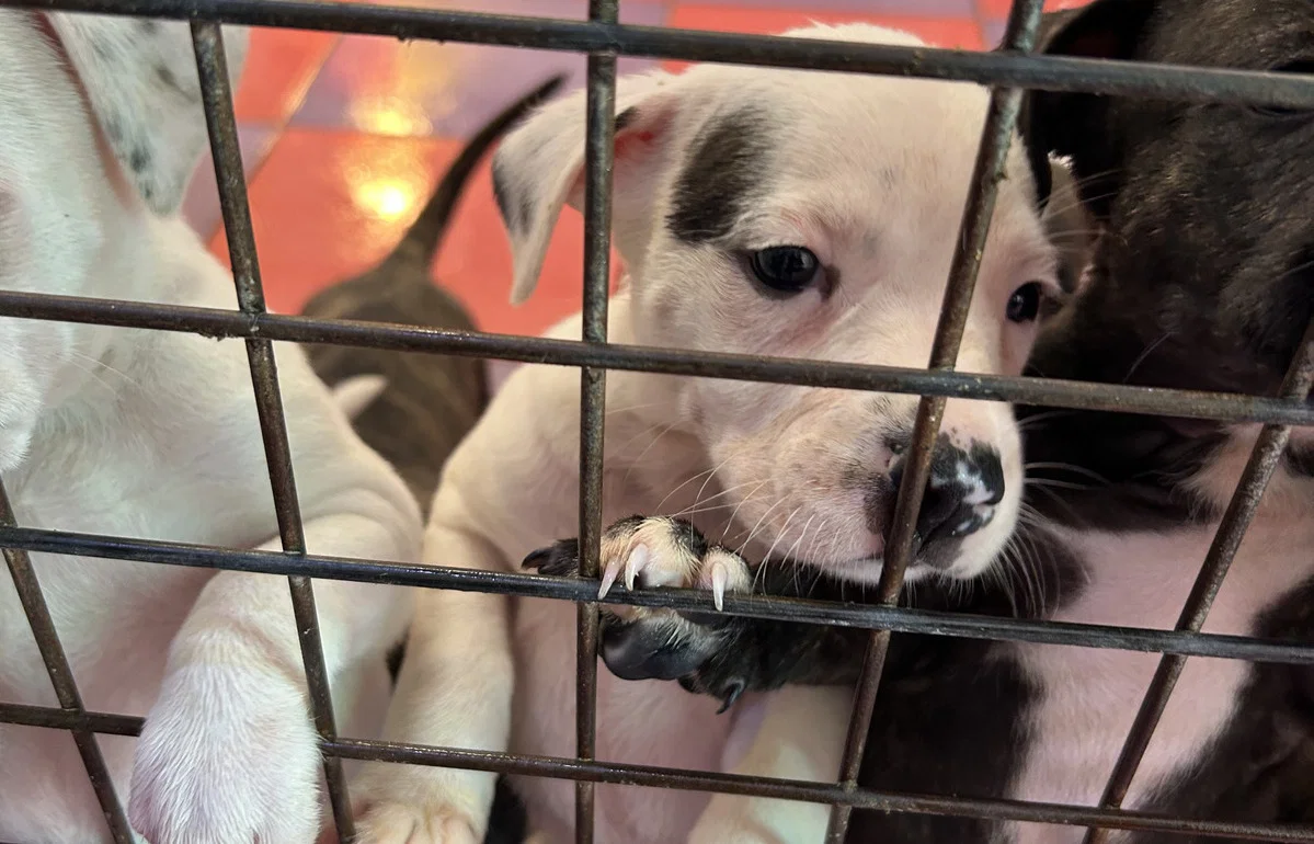 Kjæledyrseiere står overfor presserende nye EU-regler for hunde- og kattestell
