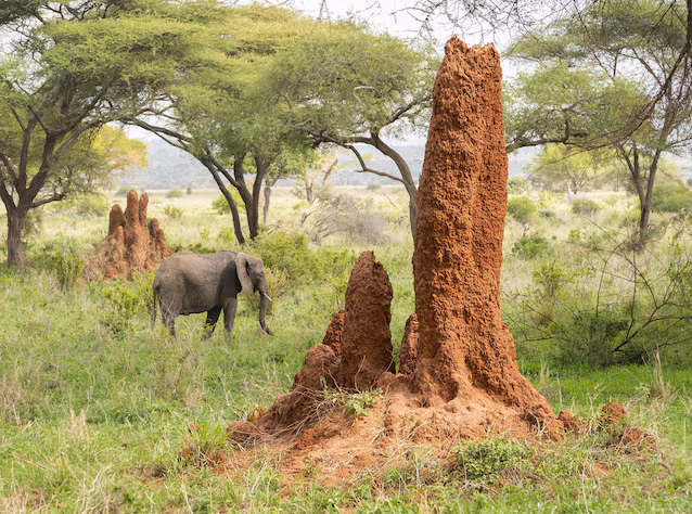 Afrika