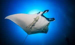 den merkelige oppførselen til haikefisk