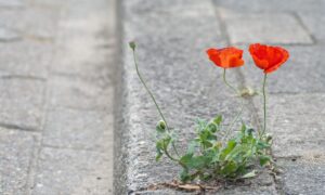 Hvorfor vokser valmuer alltid langs kantene av veier eller jernbaner?