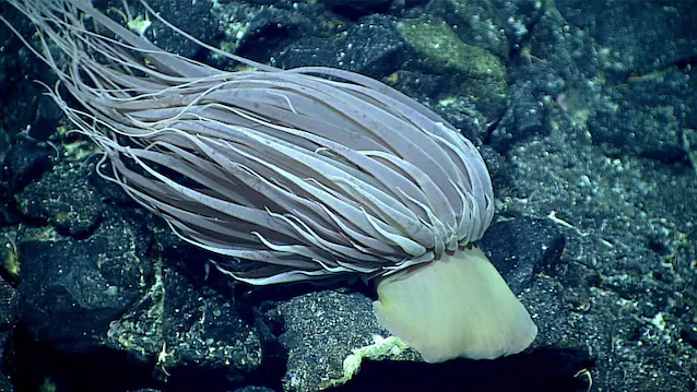 gigantisk sjøanemone