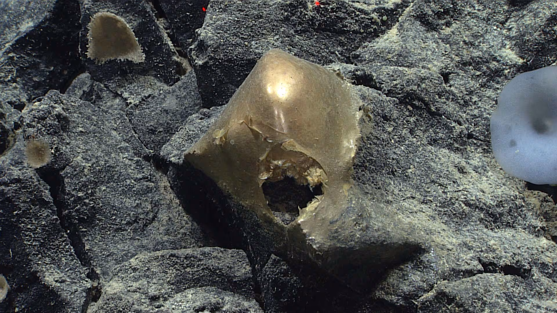 det er vraket av en sjøanemone
