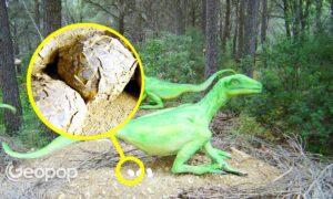 Hvordan krittslam beskyttet dinosaur-egg hekker i Frankrike i 70 millioner år