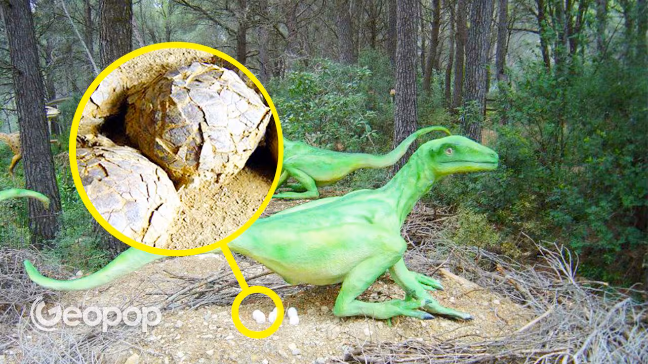 Hvordan krittslam beskyttet dinosaur-egg hekker i Frankrike i 70 millioner år
