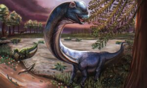 Nagatitan chaiyaphumensis, den største sørøstasiatiske dinosauren 27 m lang oppdaget i Thailand