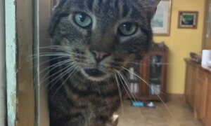 Dyrepass med katt i husarrest