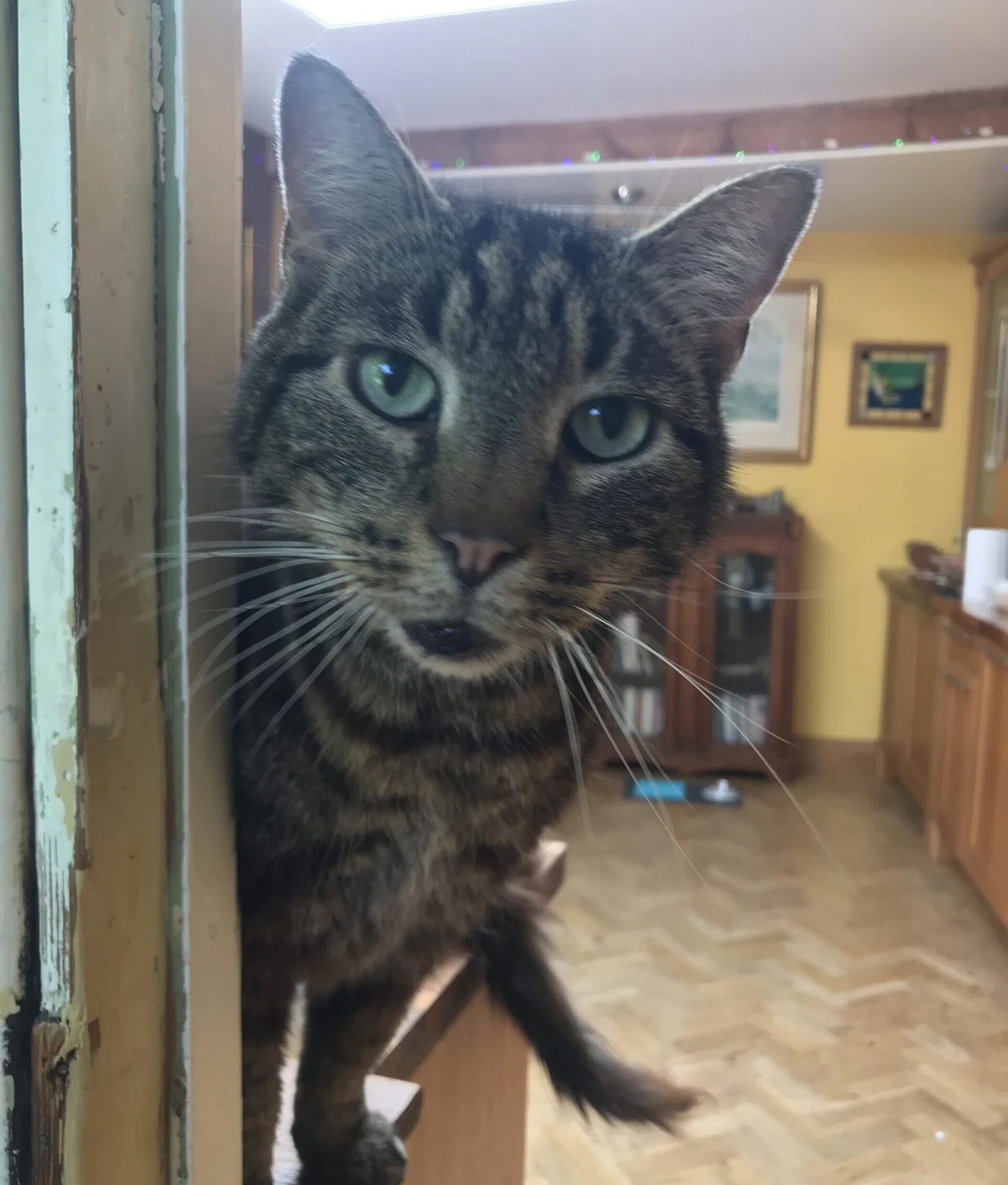 Dyrepass med katt i husarrest