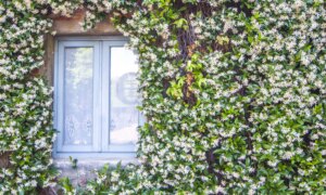hvordan skille den mest brukte planten i Italia