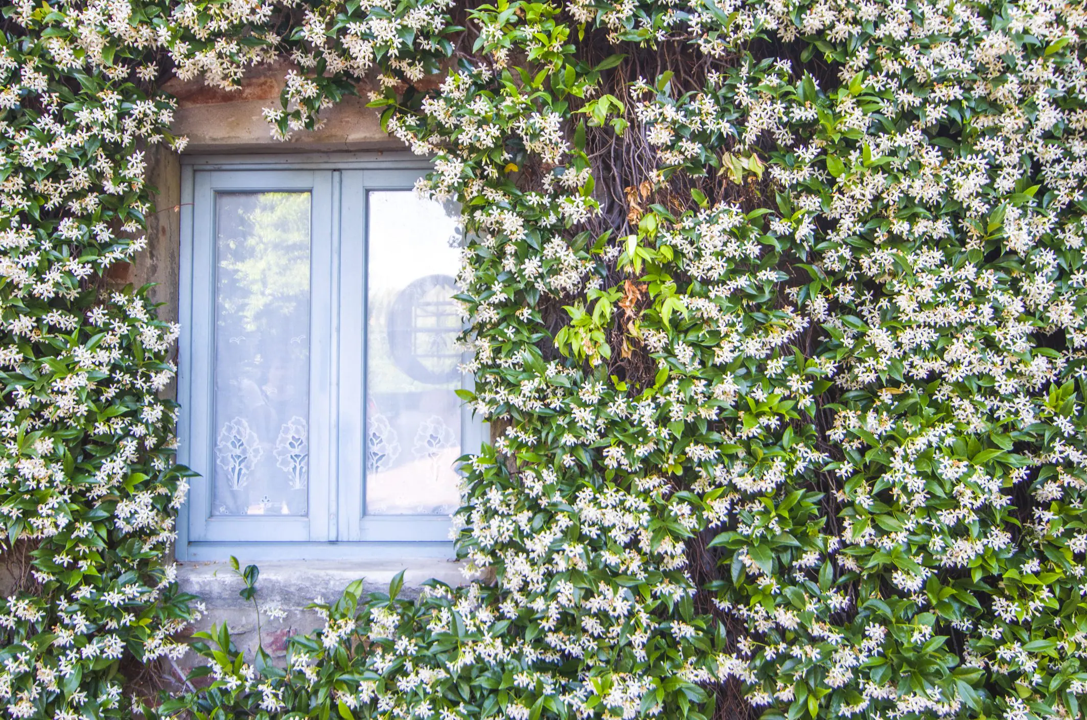 hvordan skille den mest brukte planten i Italia