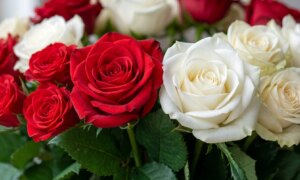 hvordan myter og legender har gjort rosen til &laquo;dronningen av blomster&raquo;