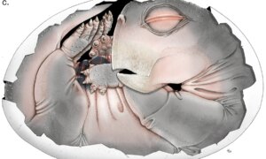 funnet fra et 250 millioner år gammelt Lystrosaurus-fossil