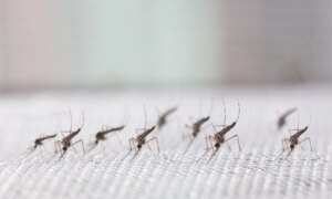 Google er i ferd med å slippe ut 32 millioner mygg i miljøet; her er hvorfor