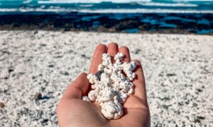 Det er en &laquo;pop corn&raquo; strand i Fuerteventura: hva rhodolitter er og hvordan Majanicho ble dannet