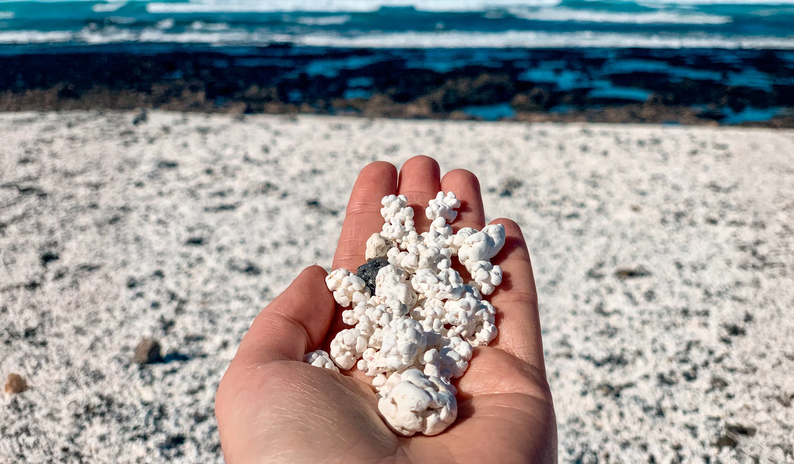 Det er en "pop corn" strand i Fuerteventura: hva rhodolitter er og hvordan Majanicho ble dannet