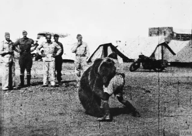 Wojtek kjemper med en soldat (Wikimedia Commons)