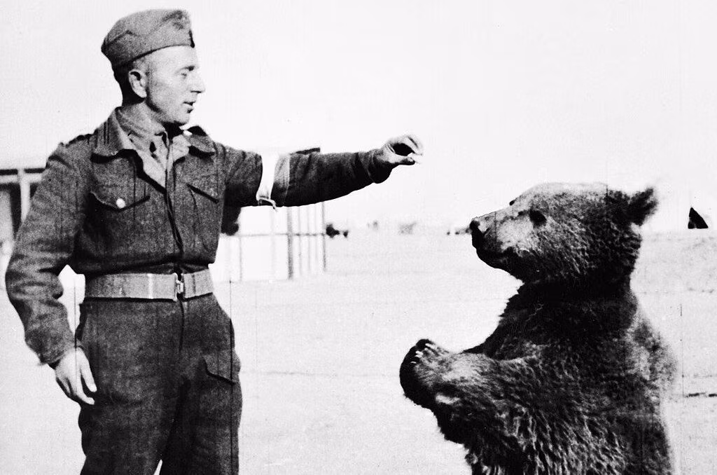 Den sanne historien om Wojtek, den polske bjørnesoldaten som kjempet i andre verdenskrig