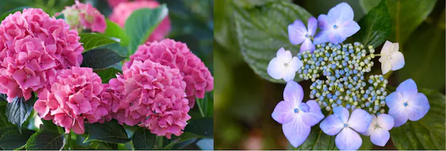 mophead hortensia og blondehette