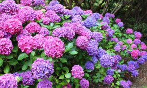 Hortensia har eksistert i over 60 millioner år: hvorfor blomsten fra dinosaurtiden endrer farge