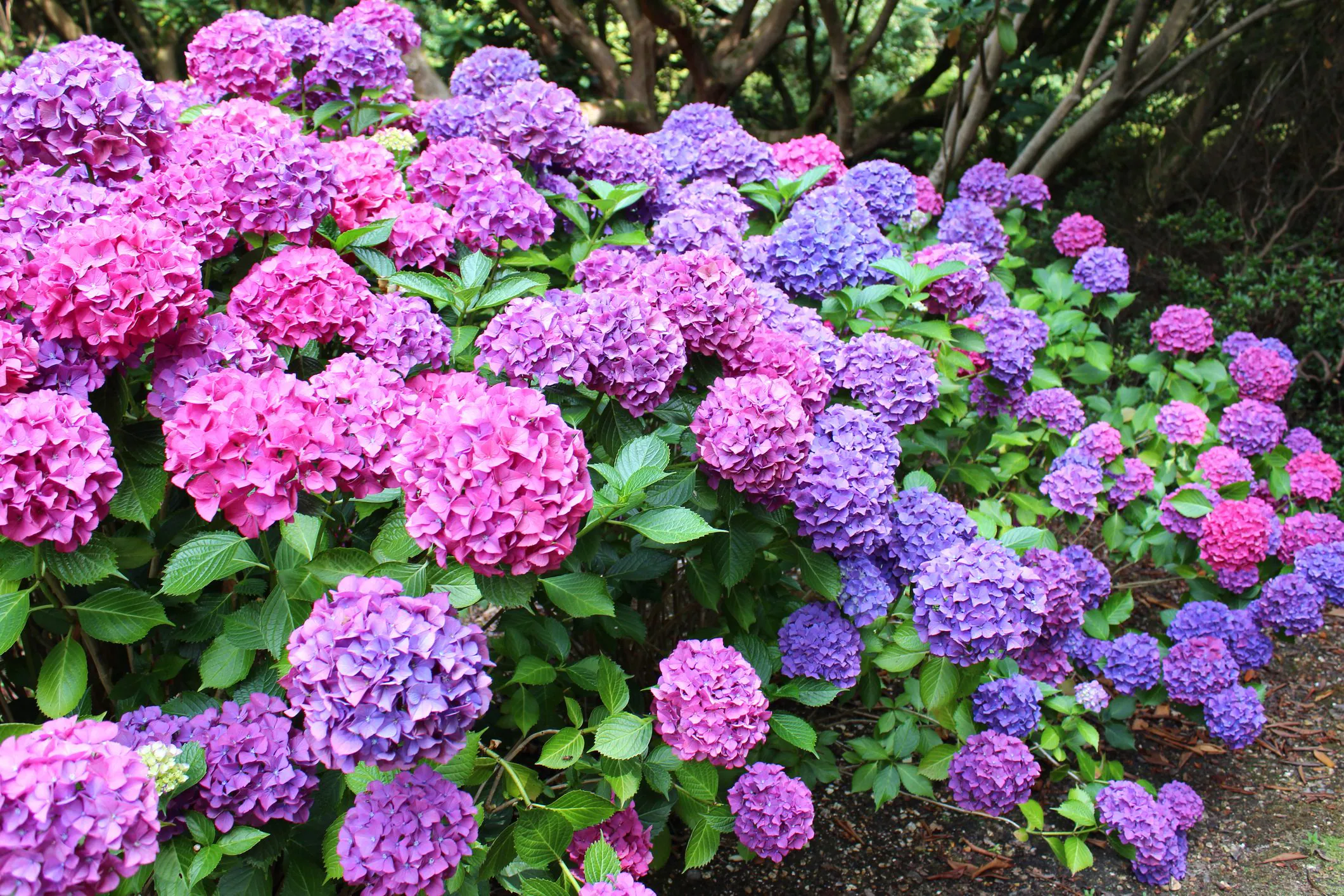 Hortensia har eksistert i over 60 millioner år: hvorfor blomsten fra dinosaurtiden endrer farge