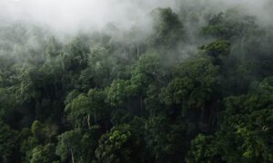 Regnskog og tropisk skog brukes synonymt, men det er ikke det samme
