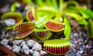 Mysteriet om den kjøttetende planten løst: &laquo;myknet&raquo; vegger utløser Venus-fluefangeren