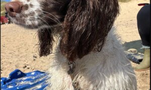 Vi trenger hundepassere og hundeelskere